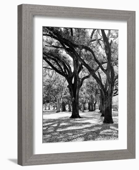 Oak Tree Study-Boyce Watt-Framed Art Print