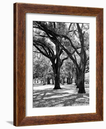 Oak Tree Study-Boyce Watt-Framed Art Print