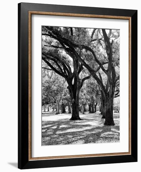 Oak Tree Study-Boyce Watt-Framed Art Print