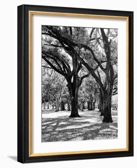 Oak Tree Study-Boyce Watt-Framed Art Print