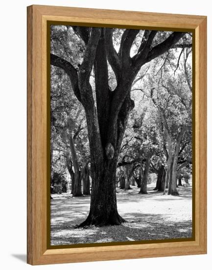 Oak Tree Study-Boyce Watt-Framed Stretched Canvas