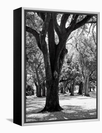 Oak Tree Study-Boyce Watt-Framed Stretched Canvas