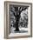 Oak Tree Study-Boyce Watt-Framed Art Print