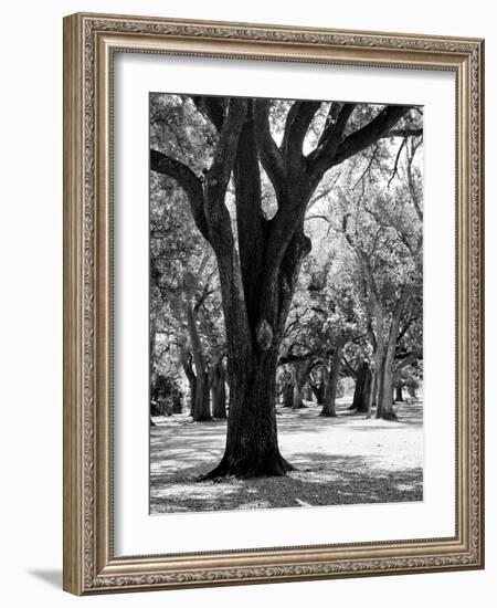 Oak Tree Study-Boyce Watt-Framed Art Print