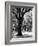 Oak Tree Study-Boyce Watt-Framed Art Print