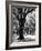 Oak Tree Study-Boyce Watt-Framed Art Print