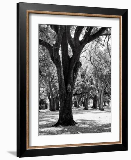 Oak Tree Study-Boyce Watt-Framed Art Print