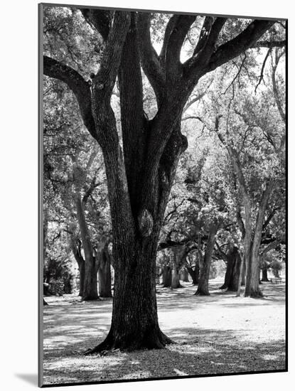 Oak Tree Study-Boyce Watt-Mounted Art Print