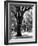 Oak Tree Study-Boyce Watt-Framed Art Print