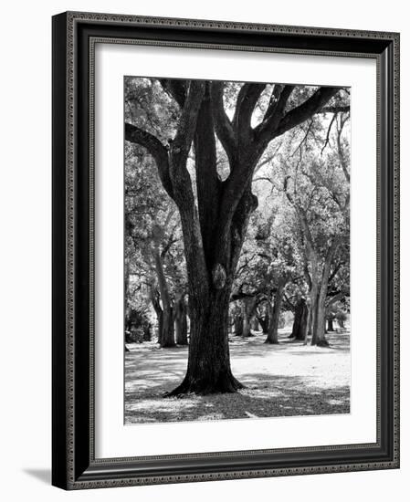 Oak Tree Study-Boyce Watt-Framed Art Print