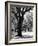 Oak Tree Study-Boyce Watt-Framed Art Print