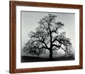 Oak Tree, Sunset City, California-Ansel Adams-Framed Art Print