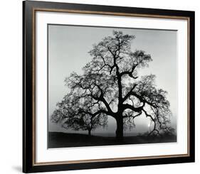 Oak Tree, Sunset City, California-Ansel Adams-Framed Art Print