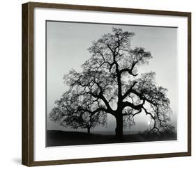 Oak Tree, Sunset City, California-Ansel Adams-Framed Art Print
