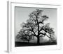Oak Tree, Sunset City, California-Ansel Adams-Framed Art Print