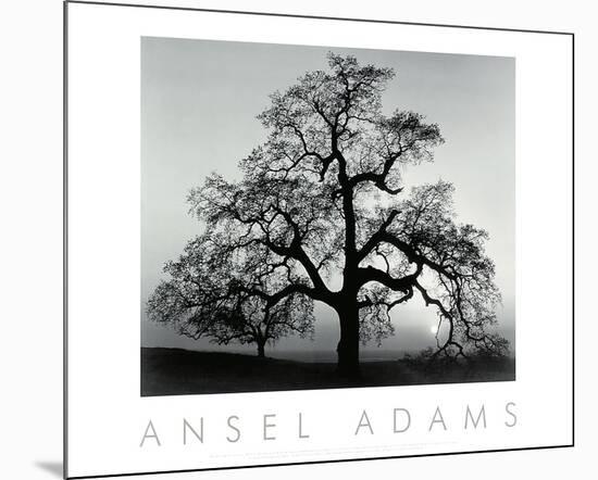 Oak Tree, Sunset City, California-Ansel Adams-Mounted Art Print