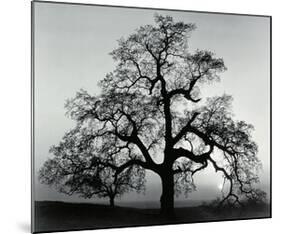 Oak Tree, Sunset City, California-Ansel Adams-Mounted Art Print