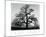 Oak Tree, Sunset City, California-Ansel Adams-Mounted Art Print