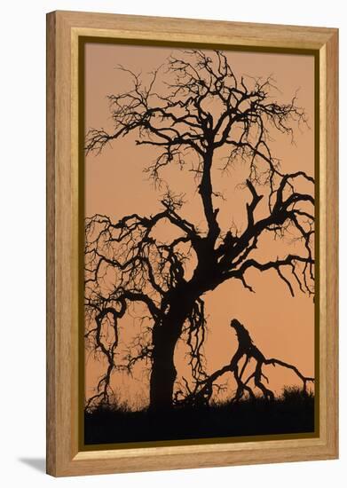 Oak Tree, Sunset, Pinnacles National Monument, California, USA-Gerry Reynolds-Framed Premier Image Canvas