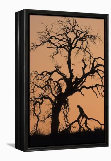 Oak Tree, Sunset, Pinnacles National Monument, California, USA-Gerry Reynolds-Framed Premier Image Canvas