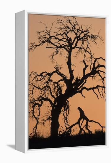 Oak Tree, Sunset, Pinnacles National Monument, California, USA-Gerry Reynolds-Framed Premier Image Canvas