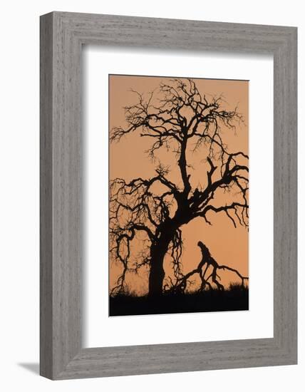 Oak Tree, Sunset, Pinnacles National Monument, California, USA-Gerry Reynolds-Framed Photographic Print