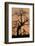 Oak Tree, Sunset, Pinnacles National Monument, California, USA-Gerry Reynolds-Framed Photographic Print