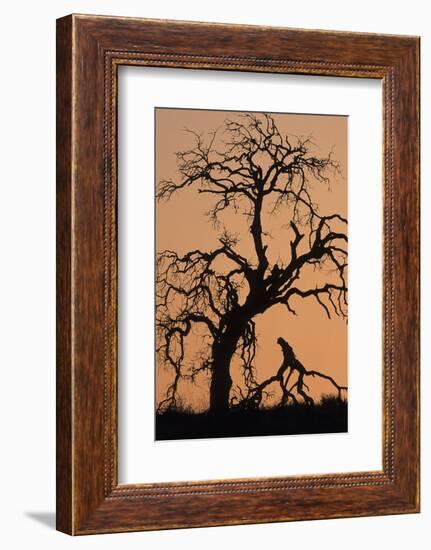 Oak Tree, Sunset, Pinnacles National Monument, California, USA-Gerry Reynolds-Framed Photographic Print