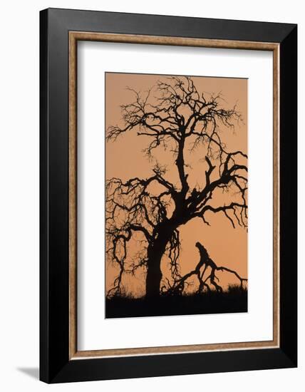 Oak Tree, Sunset, Pinnacles National Monument, California, USA-Gerry Reynolds-Framed Photographic Print