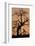 Oak Tree, Sunset, Pinnacles National Monument, California, USA-Gerry Reynolds-Framed Photographic Print