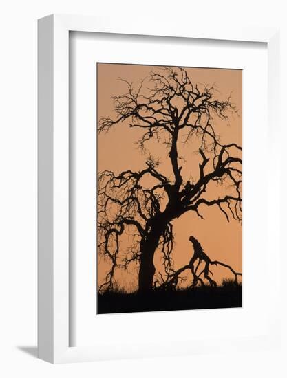 Oak Tree, Sunset, Pinnacles National Monument, California, USA-Gerry Reynolds-Framed Photographic Print