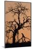 Oak Tree, Sunset, Pinnacles National Monument, California, USA-Gerry Reynolds-Mounted Photographic Print