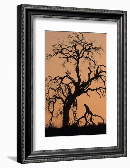 Oak Tree, Sunset, Pinnacles National Monument, California, USA-Gerry Reynolds-Framed Photographic Print