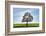 Oak tree with sun, Vogelsberg District, Hesse, Germany-Raimund Linke-Framed Photographic Print