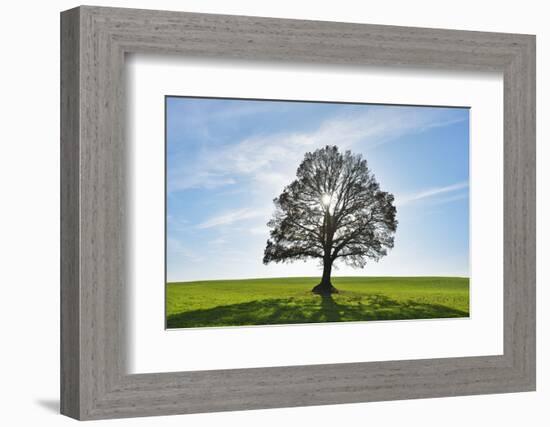 Oak tree with sun, Vogelsberg District, Hesse, Germany-Raimund Linke-Framed Photographic Print