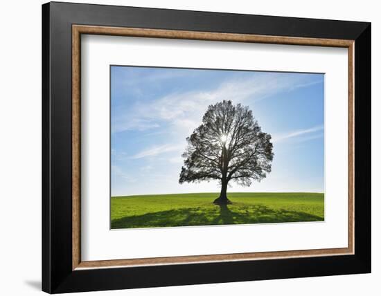 Oak tree with sun, Vogelsberg District, Hesse, Germany-Raimund Linke-Framed Photographic Print