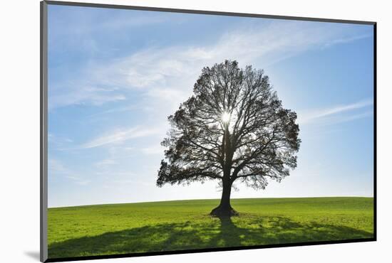 Oak tree with sun, Vogelsberg District, Hesse, Germany-Raimund Linke-Mounted Photographic Print