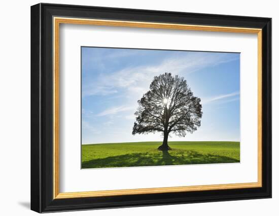 Oak tree with sun, Vogelsberg District, Hesse, Germany-Raimund Linke-Framed Photographic Print