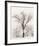 Oak Tree-Ansel Adams-Framed Art Print