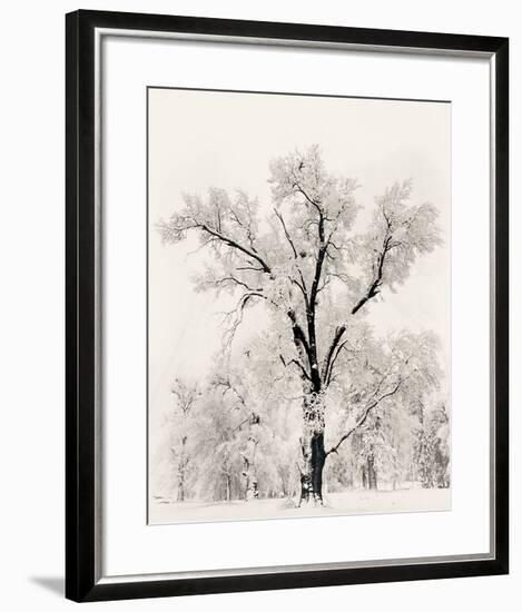 Oak Tree-Ansel Adams-Framed Art Print