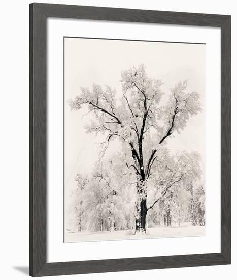 Oak Tree-Ansel Adams-Framed Art Print