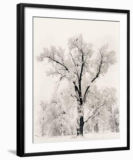 Oak Tree-Ansel Adams-Framed Art Print