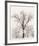 Oak Tree-Ansel Adams-Framed Art Print