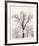 Oak Tree-Ansel Adams-Framed Art Print