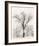 Oak Tree-Ansel Adams-Framed Art Print