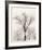 Oak Tree-Ansel Adams-Framed Art Print