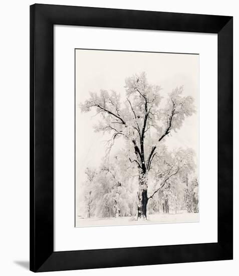 Oak Tree-Ansel Adams-Framed Art Print