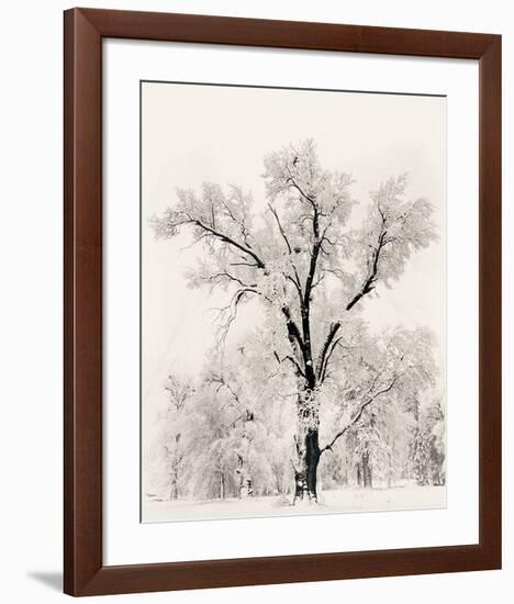 Oak Tree-Ansel Adams-Framed Art Print