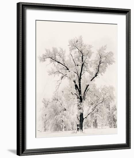 Oak Tree-Ansel Adams-Framed Art Print