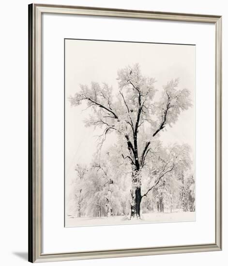 Oak Tree-Ansel Adams-Framed Art Print